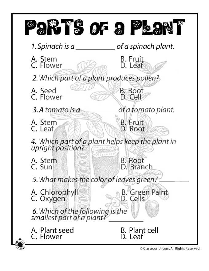 Printable 3rd Grade Science Plants Worksheets