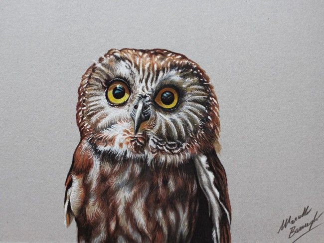 Realistic Owl Drawing Colour