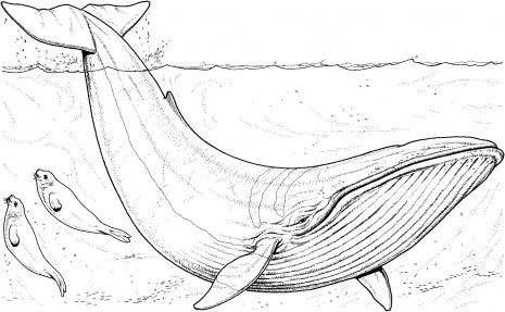 Whale Coloring Ideas