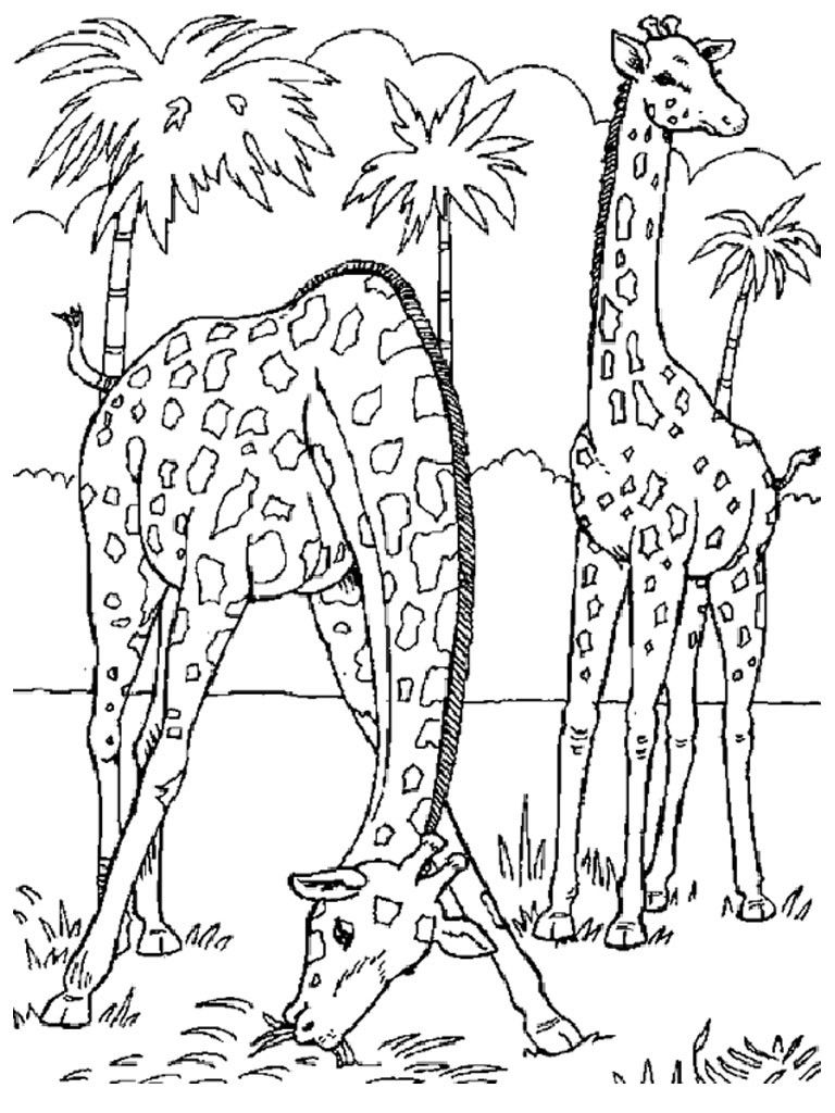 Animal Giraffe Coloring Pages For Adults