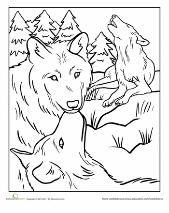 Realistic Coyote Coloring Page