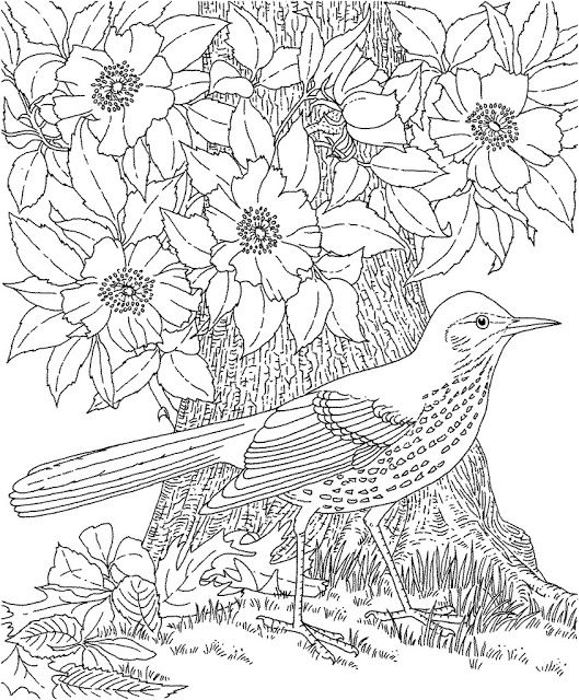 Realistic Blue Jay Coloring Page