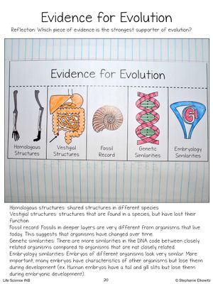 Evolution By Natural Selection Worksheet Answer Key Pdf