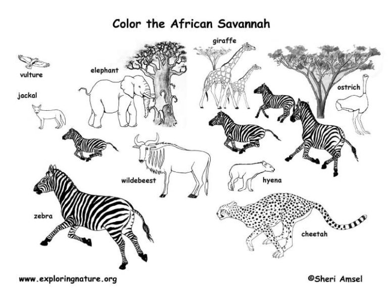 African Animals Colouring Sheets