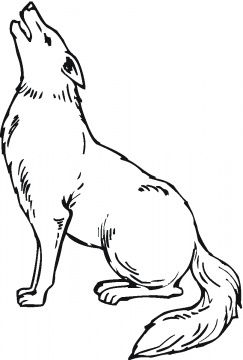 Free Coyote Coloring Pages