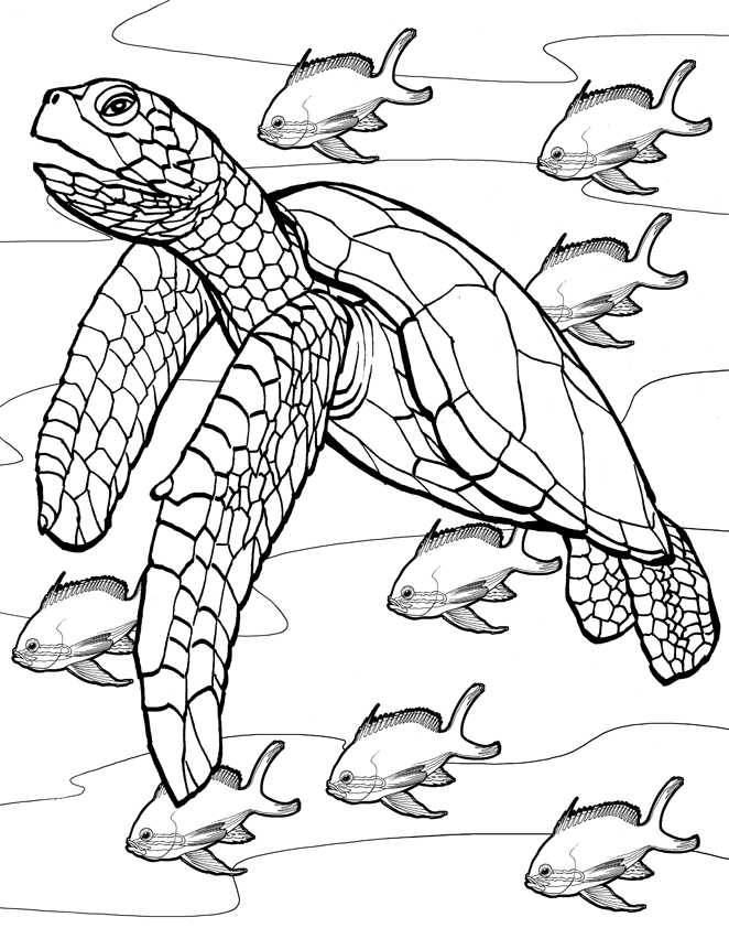 Turtle Pictures To Color And Print