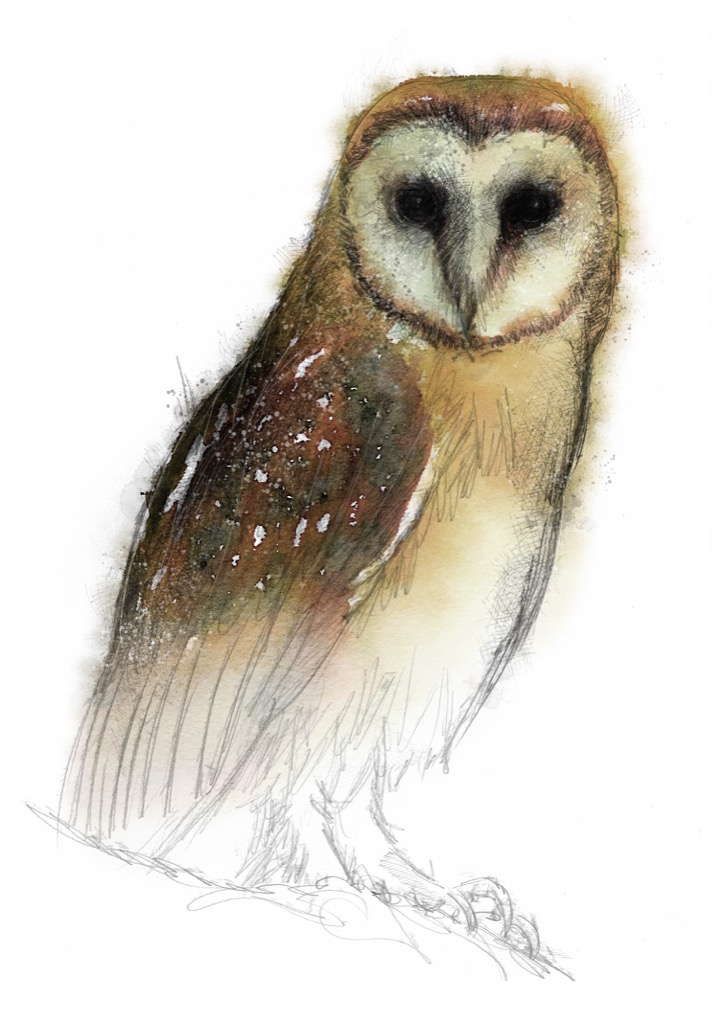 Colour Barn Owl Drawing