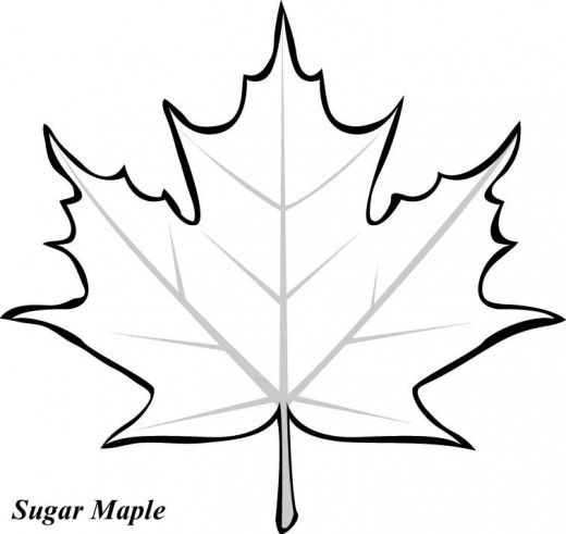 Large Maple Leaf Coloring Page