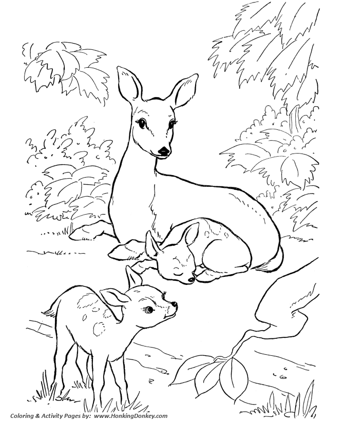 Animal Deer Coloring Pages For Adults