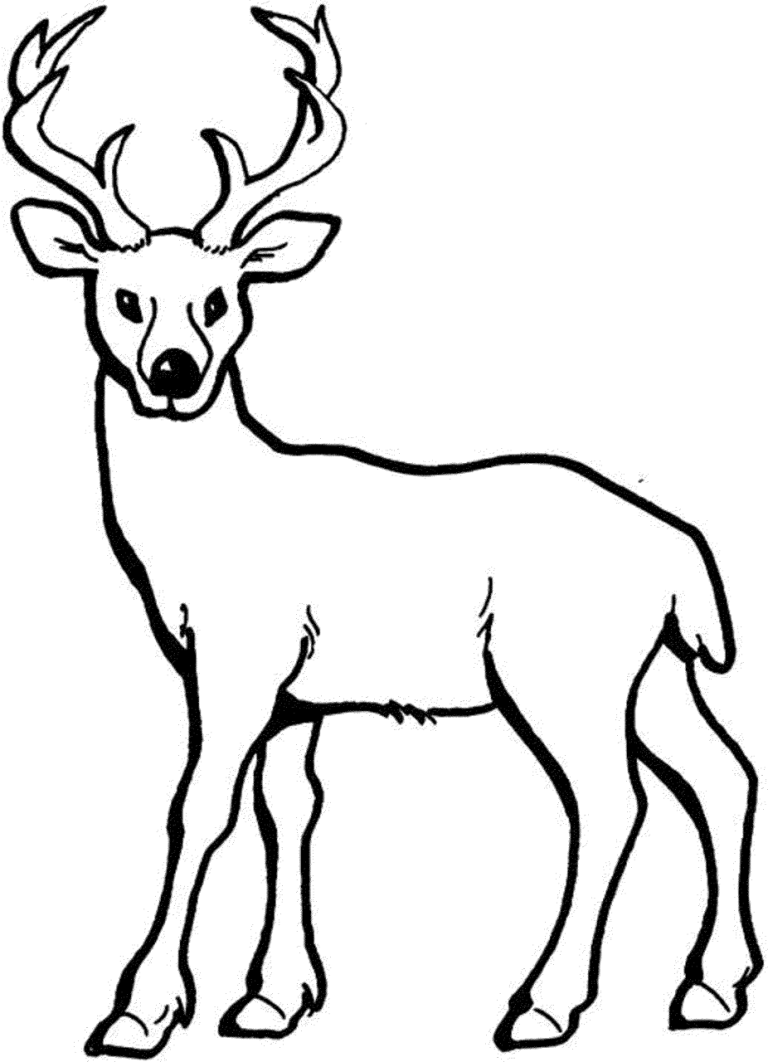 Animal Coloring Pages For Adults Deer