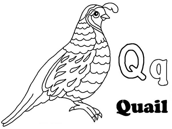 Letter Q Quail Coloring Page