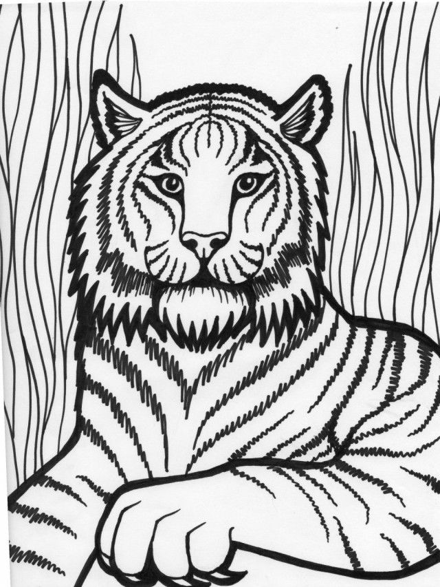 Animal Coloring Pages For Adults Tiger