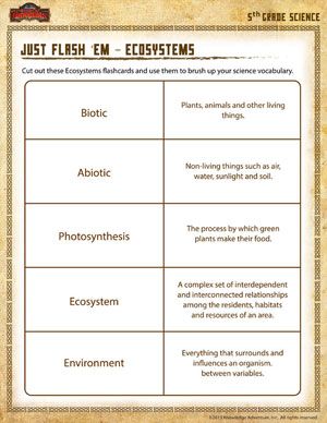 3rd Grade Types Of Ecosystem Worksheet