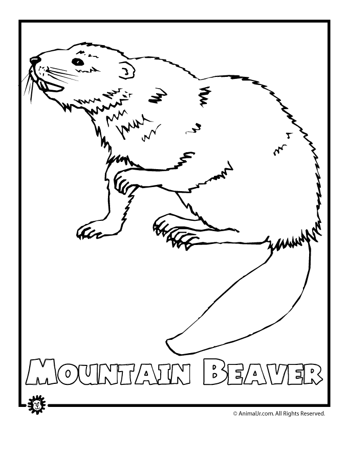 Mountain Beaver Coloring Page
