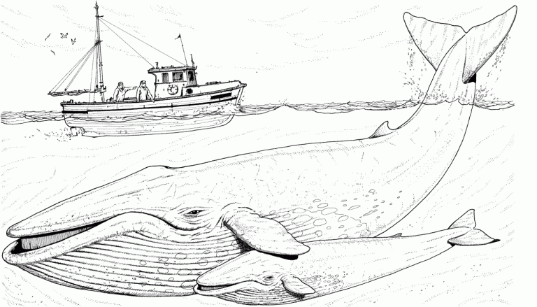 Whale Coloring Pages Free