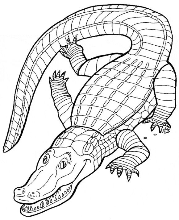 Crocodile Coloring Pictures