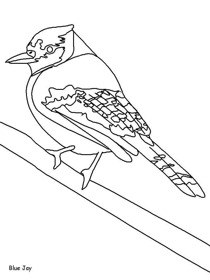 Baby Blue Jay Coloring Page