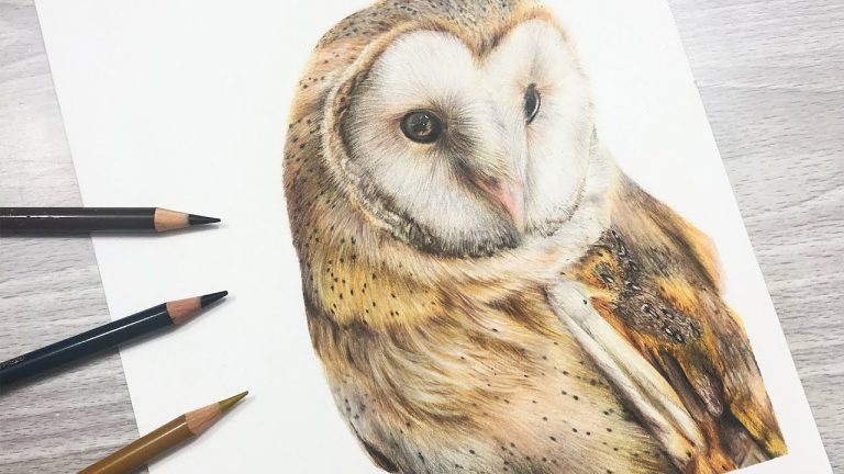 Colored Pencil Owl Drawing Colour