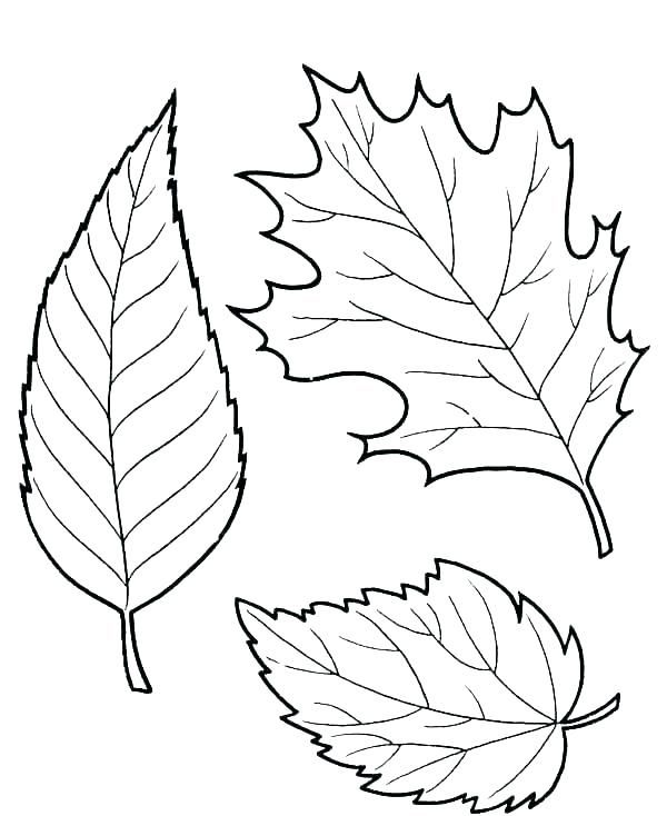 Coloring Sheets Fall Leaves