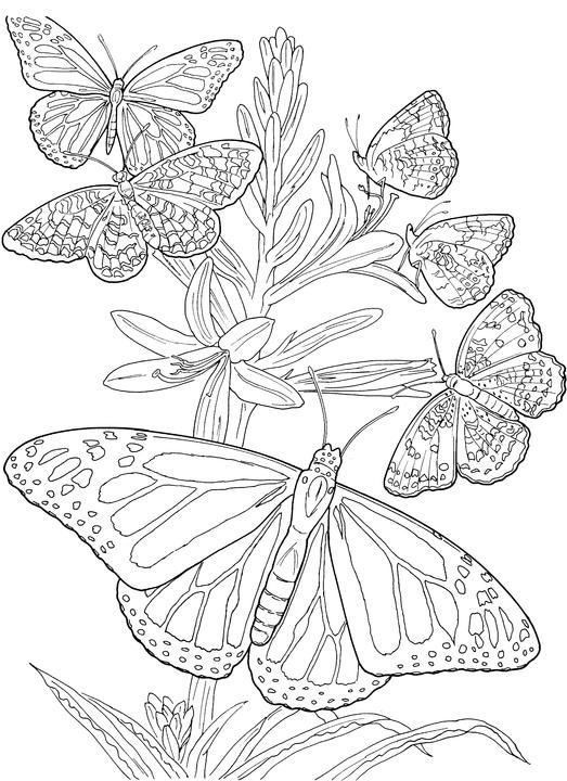 Butterfly Coloring Pages For Kids Flowers