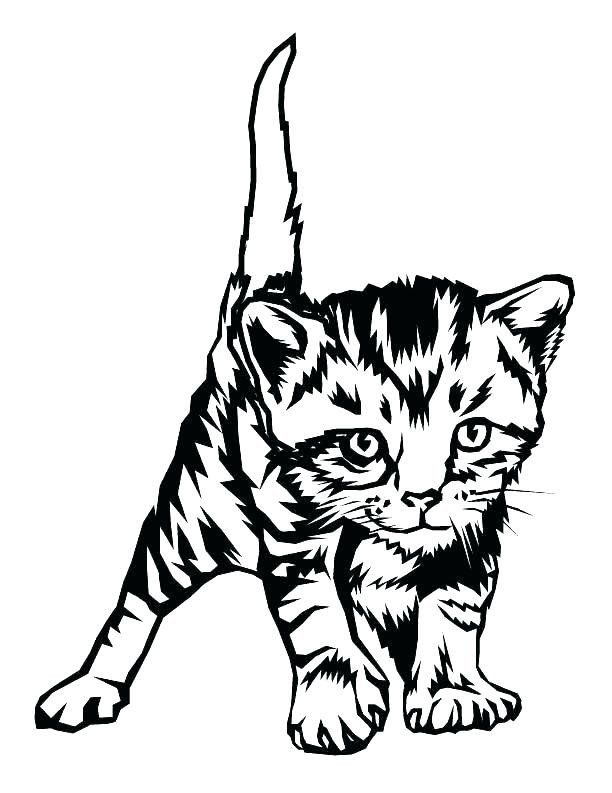 Realistic House Cat Cat Coloring Pages