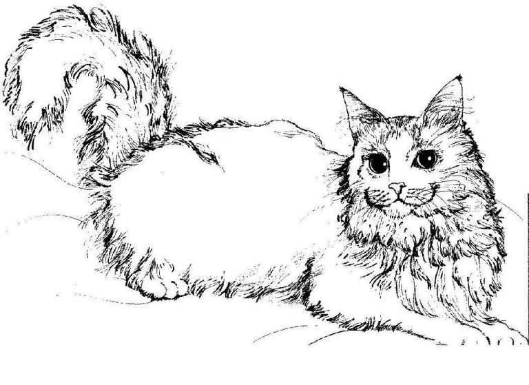 Kitten Hard Cat Coloring Pages