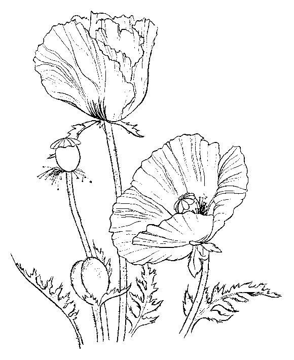 Free Poppy Flower Coloring Pages