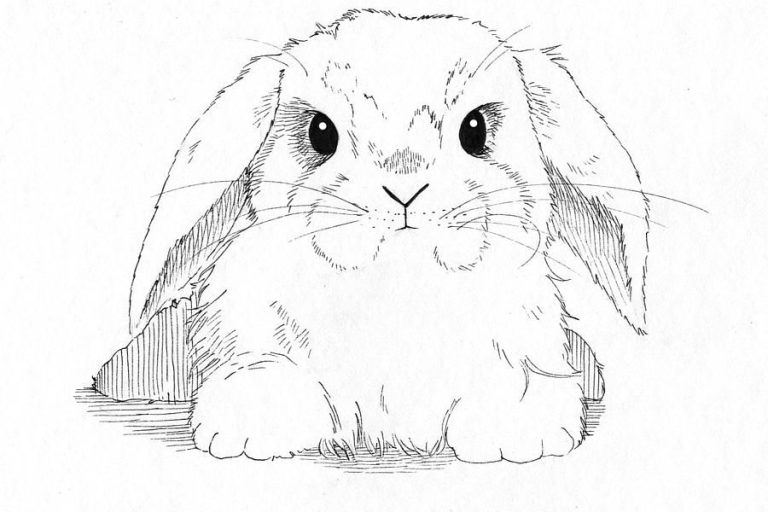 Baby Bunny Realistic Bunny Coloring Pages