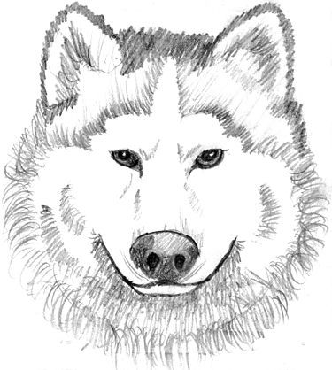 Baby Cute Wolf Pictures To Color
