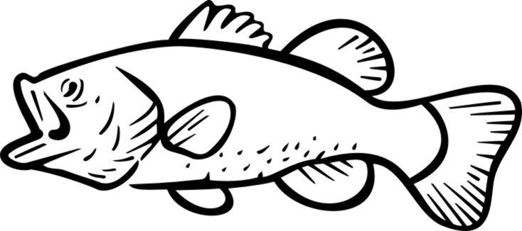 Bass Freshwater Fish Fish Coloring Pages