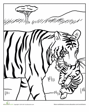 Baby Tiger Coloring Sheet