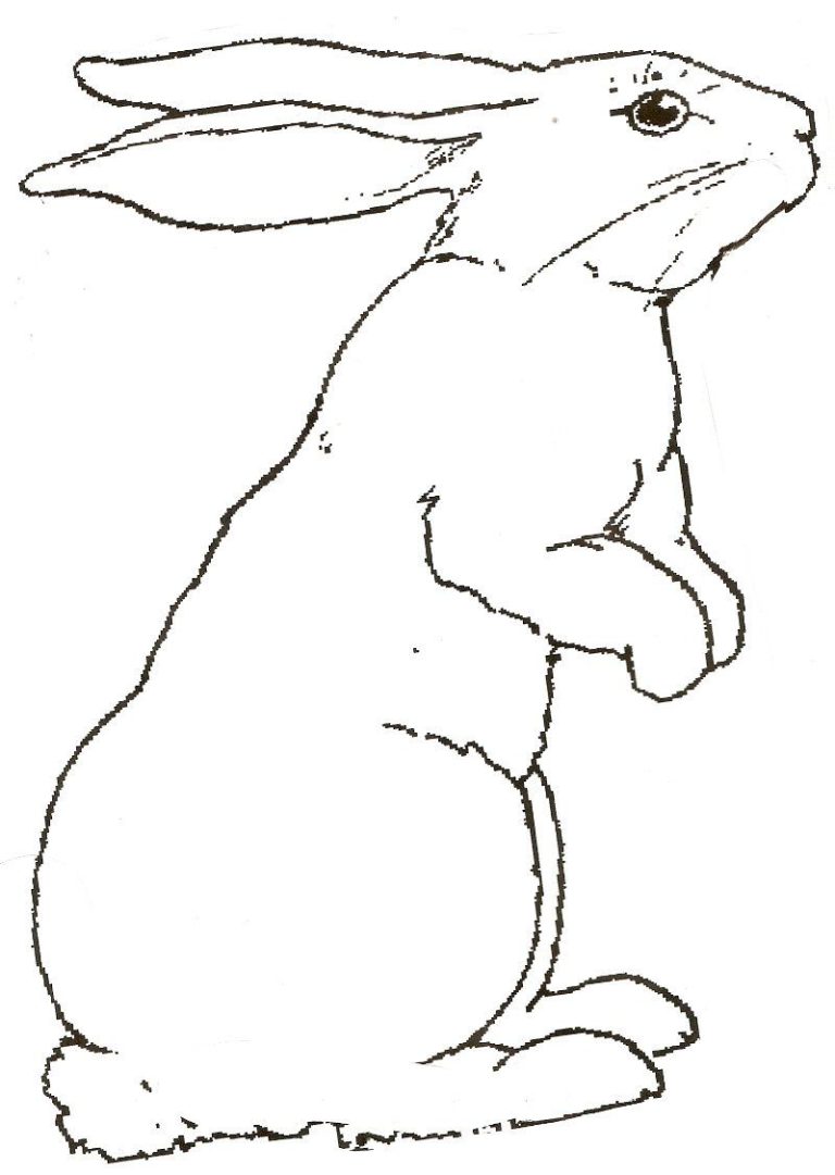 Free Printable Realistic Bunny Coloring Pages