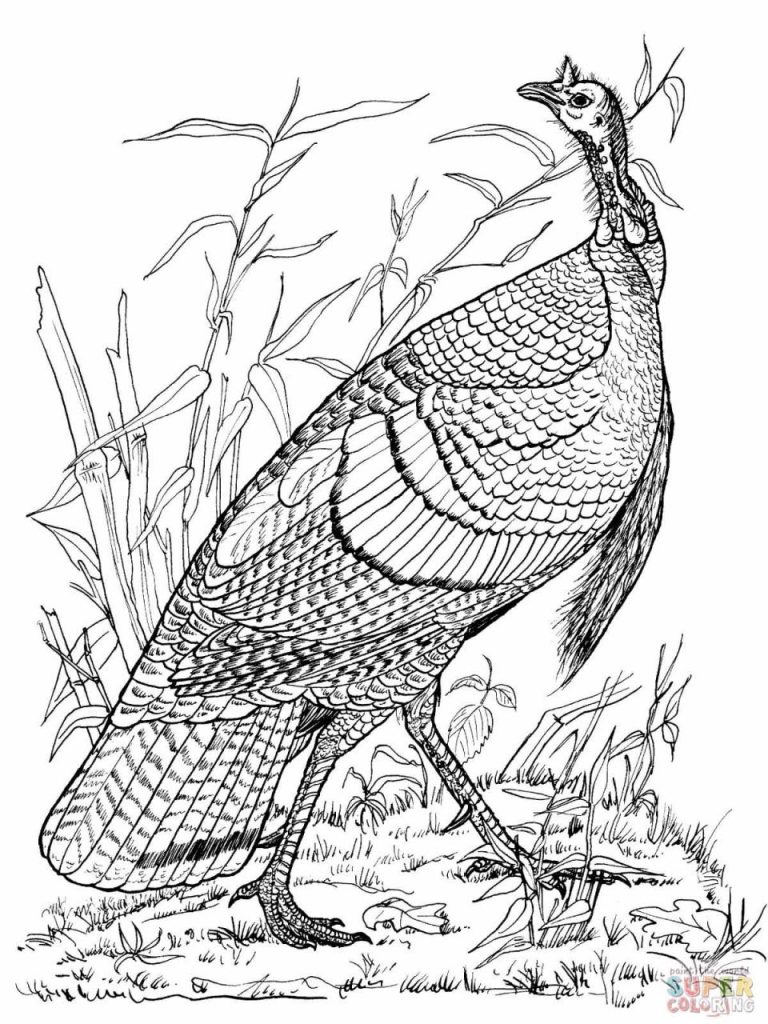Printable Turkey Coloring Pages For Adults
