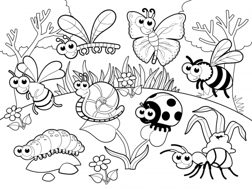 Insect Coloring Pages