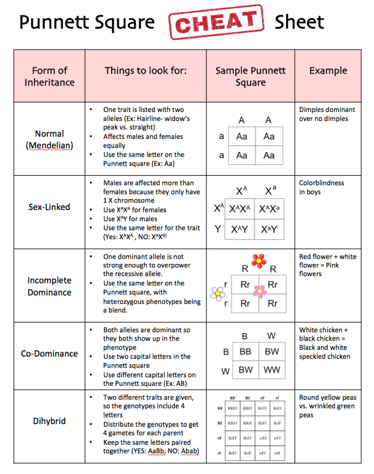 Punnett Square Worksheet-human Characteristics