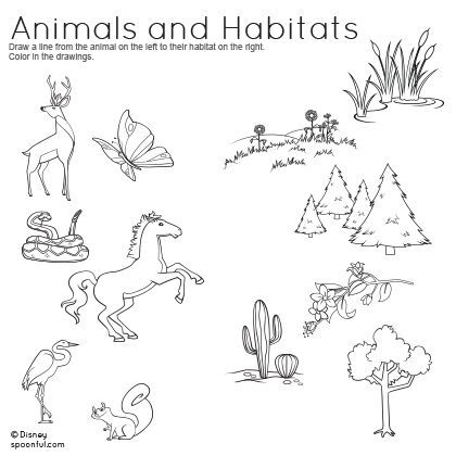 Animal Adaptations Worksheets Free