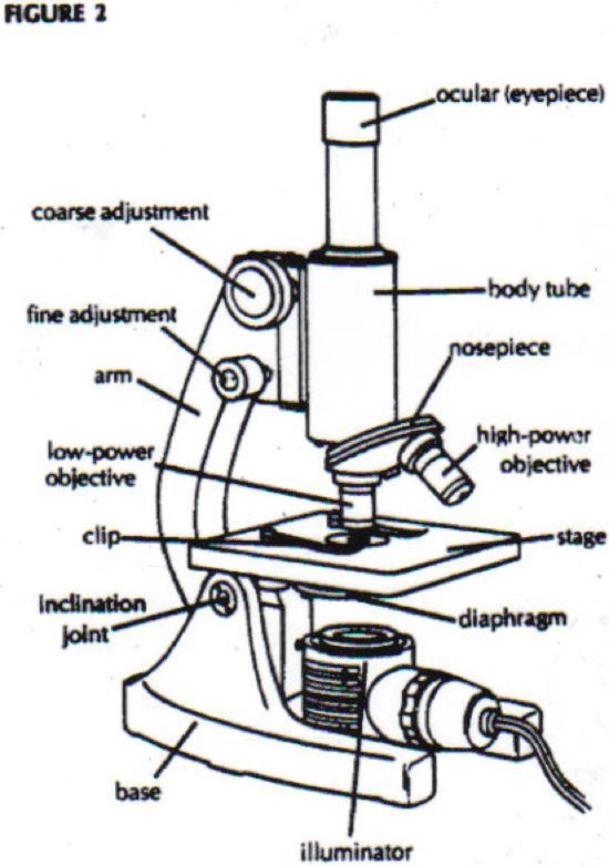 Microscope Worksheet Answer Key