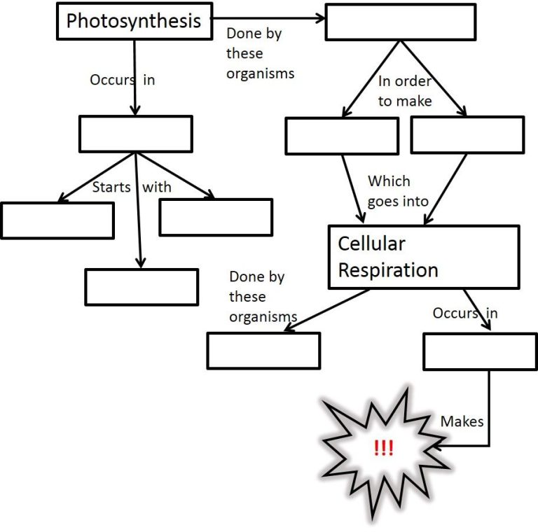 Photosynthesis And Cellular Respiration Worksheet