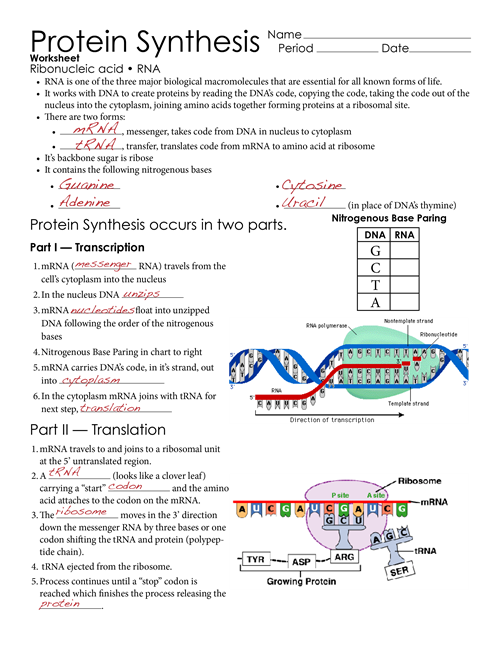 Worksheet On Dna Rna And Protein Synthesis Answer Key