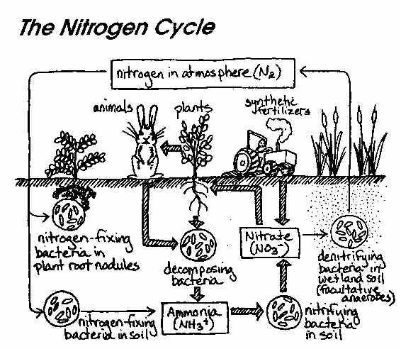 Nitrogen Cycle Worksheet Pdf