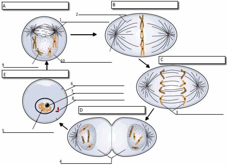 Mitosis Worksheet Answers