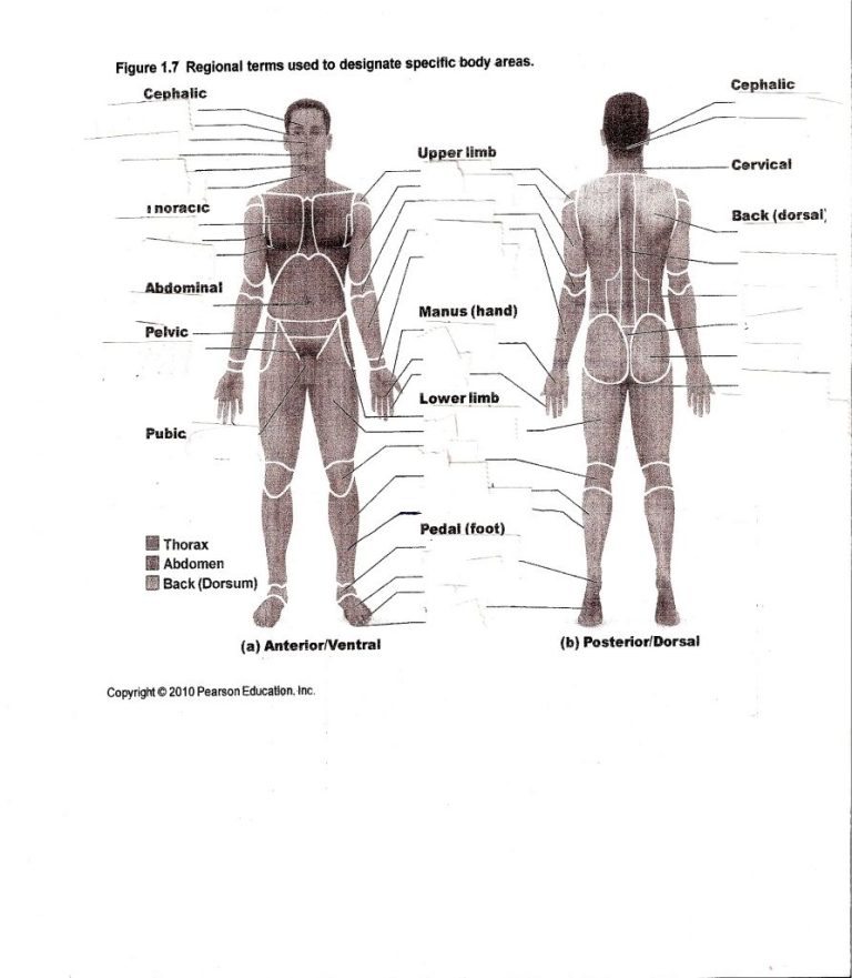 Anatomy Worksheets College