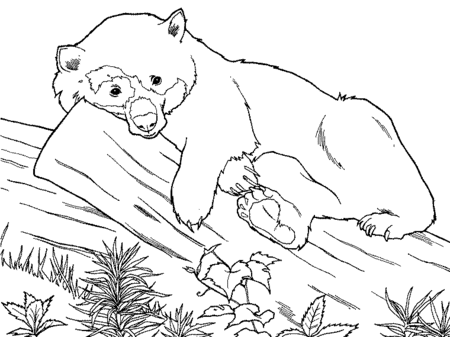 Panda Bear Coloring Pages