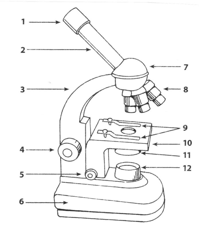 Microscope Worksheets For 5th Grade