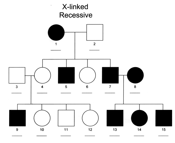 Blood Type Pedigree Worksheet