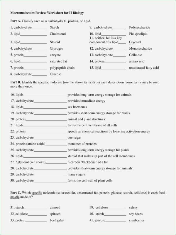 Macromolecules Worksheet Pdf Answers