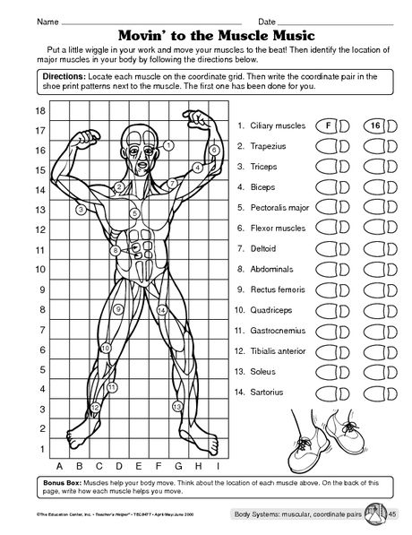 Muscular System Worksheet Pdf