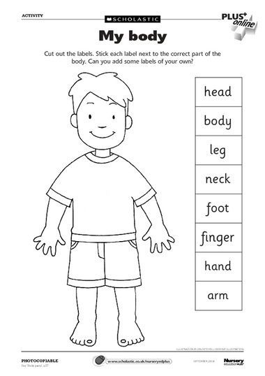 Body Worksheet For Kindergarten