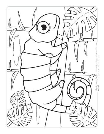 Safari Coloring Pages