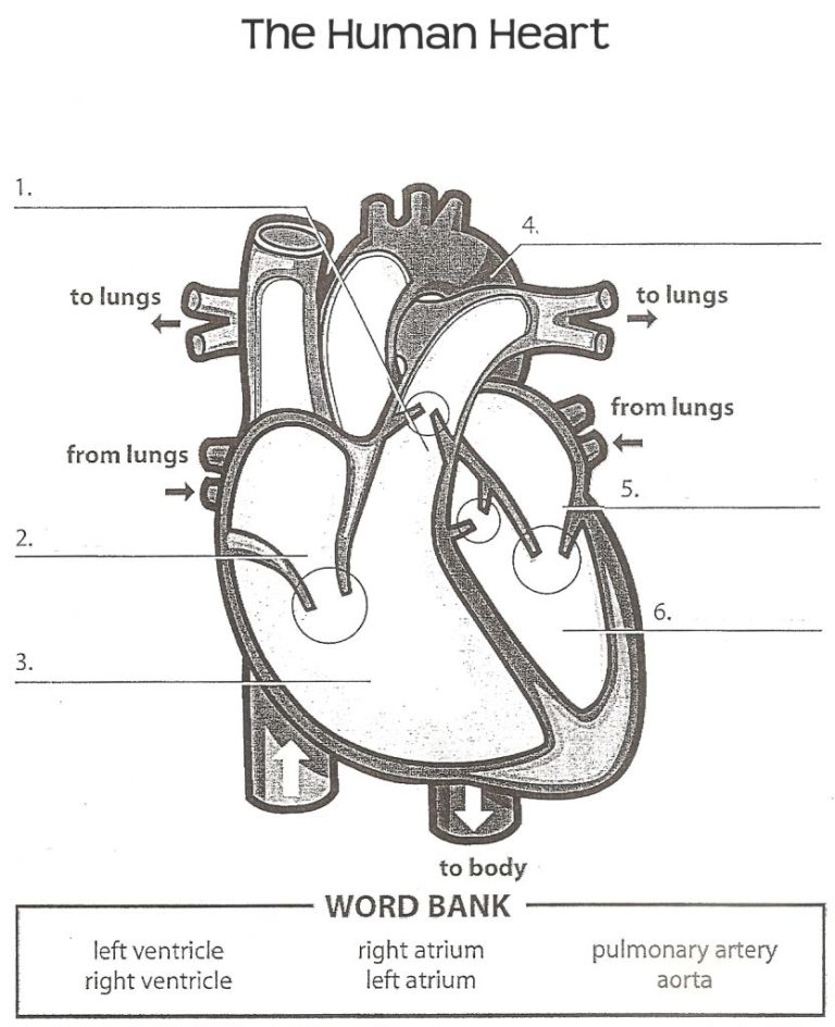 Heart Worksheet Pdf